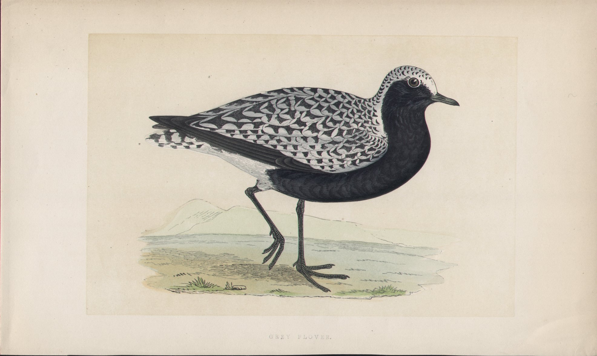 Wood - Grey Plover - Fawcett